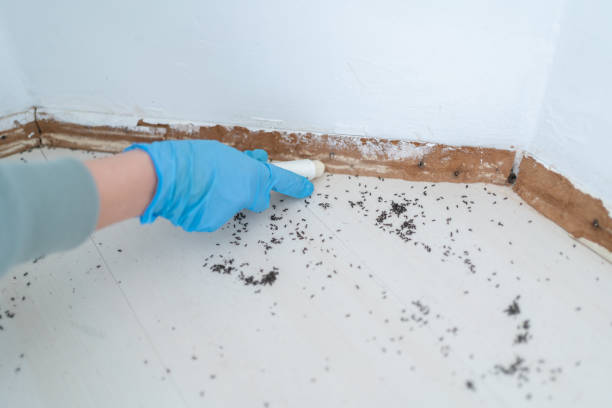 Best Termite Control Services  in Sloan, NY